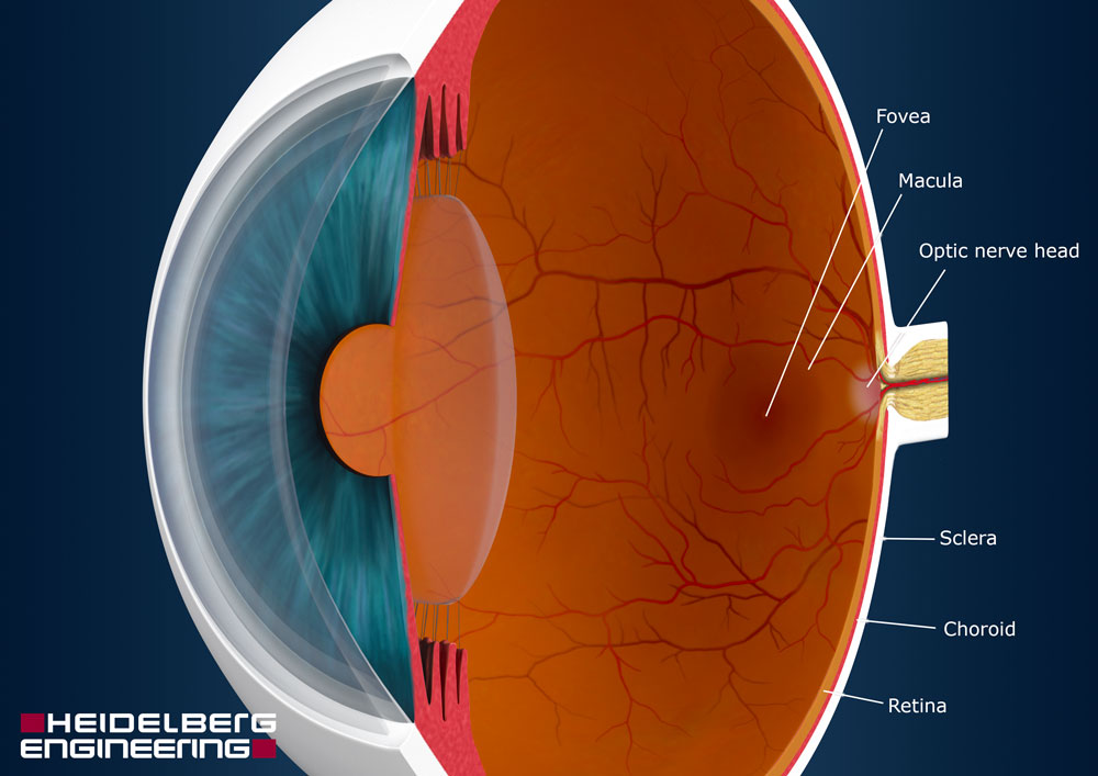 eyeball optic nerve